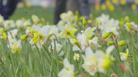 A-wide-view-of-a-lush-field-of-yellow-daffodils-in-full-bloom,-with-vibrant-green-leaves,-under-a-cloudy-sky