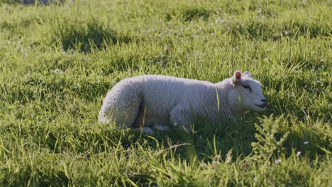 Niedliche-Tier-Schafe-Dolly-Lamm-Vieh-Weidet-Auf-Der-Weide-Feld-Gras-Bei-Tageslicht-Sonnigen-Tag