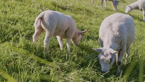Niedliche-Tiere,-Schafe,-Puppen-Und-Lämmer,-Vieh,-Das-Bei-Tageslicht-Und-Sonnigem-Tag-Auf-Der-Weide-Weidet