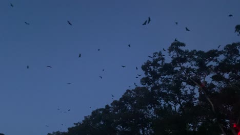 Thousands-of-bats-flying-near-a-massive-tree-in-Siem-Reap,-Cambodia