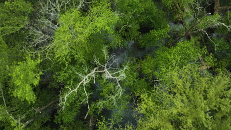 Ein-üppiger,-Lebendiger-Wald-Im-Big-Cypress-Tree-State-Park,-Tennessee,-USA,-Mit-Einem-Schmalen-Bach,-Luftaufnahme