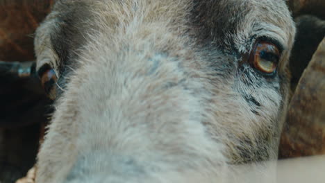 Extreme-Close-Up-of-the-Eyes-of-a-Male-Cameroon-Sheep-Ram-with-Horns