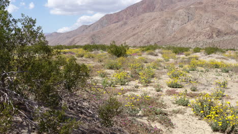 Bushes-and-Yellow-Wildflowers-in-Badlands,-Drone-Shot