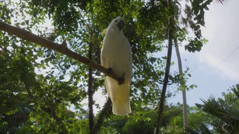 Una-Cacatúa-Blanca-Gira-Curiosamente-La-Cabeza-Hacia-La-Cámara