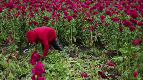 Vídeo-De-Escena-Panorámica-De-Un-Solo-Agricultor-Cosechando-Flores-De-Terciopelo,-Toda-La-Cosecha-Al-Fondo