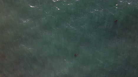 Fast-top-down-view-above-shiny-blue-water-and-kelp-in-San-Diego,-California-on-a-sunny-day