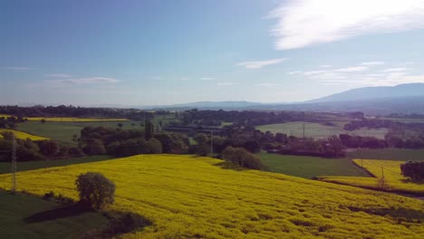 Lush-yellow-fields-in-salvassola-vic-near-barcelona-on-a-sunny-day,-aerial-view