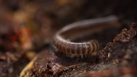 Blunt-tailed-Snake-Millipede-moving-on-brown-detritus-of-forest-floor,-macro