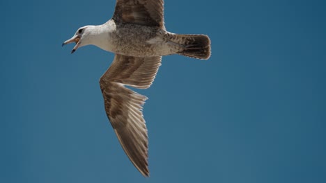 Primer-Plano-De-Una-Gaviota-Volando-Con-Comida-En-Su-Pico-En-Baja-California-Sur,-Cabo-San-Lucas,-México.