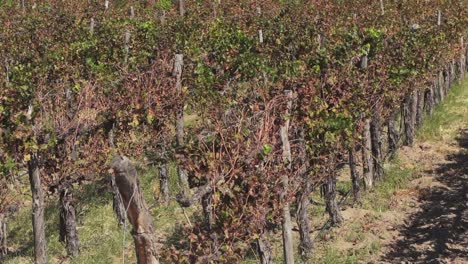 Trockene-Weinberge-Nach-Einer-Sehr-Erfolgreichen-Ernte