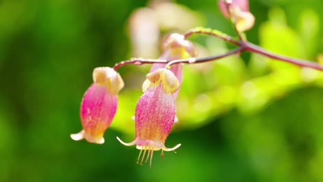 This-enchanting-scene-captures-the-radiance-of-a-kalanchoe-plant-bathed-in-sunlight,-nestled-amidst-lush-green-grass-under-a-canopy-of-clear,-azure-skies