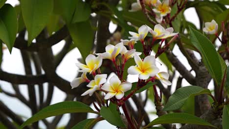 Cerca-De-Hermosas-Flores-Tropicales-Blancas-Ondeando-Suavemente-En-El-Viento