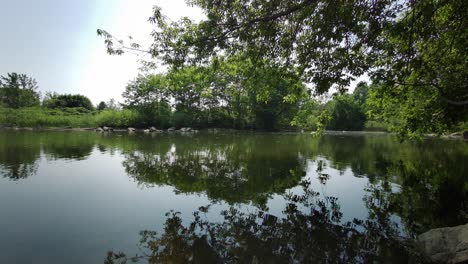 Pequeño-Estanque-Verde-Rodeado-De-árboles-Y-Hierba