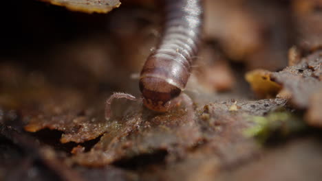 Macro-close-up-shot-of-millipede's-head-with-antennas-on-brown-leaves