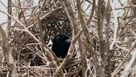 Closeup-Magpie-bird-hops-out-of-large-twig-nest-onto-branch-nearby