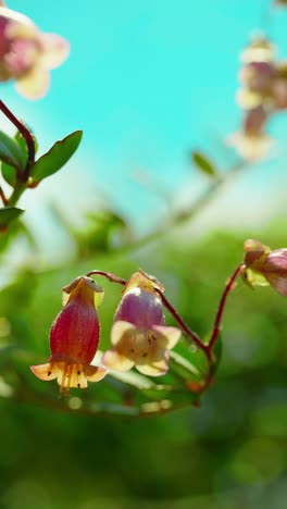 Diese-Bezaubernde-Szene-Fängt-Die-Ausstrahlung-Einer-In-Sonnenlicht-Getauchten-Kalanchoe-Pflanze-Ein,-Eingebettet-In-üppiges-Grünes-Gras-Unter-Einem-Baldachin-Aus-Klarem,-Azurblauem-Himmel