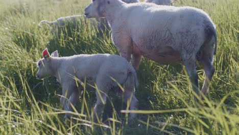 Niedliche-Tiere,-Schafe,-Puppen-Und-Lämmer,-Vieh-Weidet-Auf-Der-Weide,-Feldgras-Bei-Tageslicht,-Sonniger-Tag