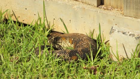 Blue-Tongue-Lizard-Curled-Up-By-Stone-Fence-In-Garden-Breathing