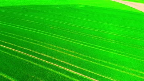 Lush-Green-Crop-Rows-in-Vibrant-Agricultural-Field-from-Above