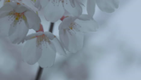 Nahaufnahme-Von-Weißen-Kirschblüten-Mit-Komplexen-Details-Der-Blütenblätter-Und-Pollen-Vor-Einem-Weichen,-Diffusen-Hintergrund