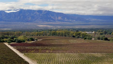 Impresionante-Vista-Aérea-Muestra-Viñedos-Que-Se-Extienden-Hacia-Las-Imponentes-Montañas-De-Los-Andes-En-Cafayate,-Salta,-Argentina.