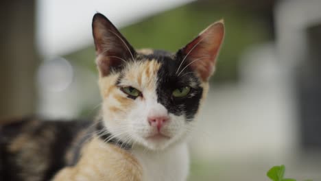 Animal-De-Raza-Gato-Calico-Con-Pelaje-Tricolor