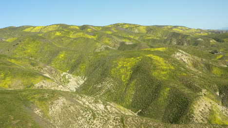 Drone-shot-of-Carrizo-Plain-Foothills-National-park-is-covered-in-patches-of-yellow-blooming-wildflowers