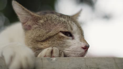 Entspannender-Moment-Einer-Asiatischen-Katze,-Nahaufnahme