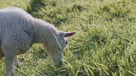 Niedliche-Tier-Schafe-Dolly-Vieh-Weidet-Auf-Der-Weide-Feld-Gras-Bei-Tageslicht-Sonnigen-Tag