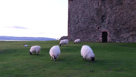 Scenic-view-of-a-flock-of-white-sheep-grazing-on-green-grass-outside-historical-Lochranza-Castle-on-the-remote-Isle-of-Arran,-West-coast-of-Scotland-UK