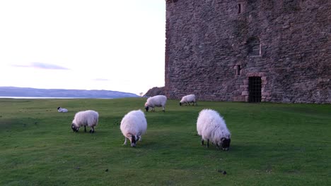 Vista-Panorámica-De-Un-Rebaño-De-Ovejas-Blancas-Pastando-En-Hierba-Verde-Fuera-Del-Histórico-Castillo-De-Lochranza-En-La-Remota-Isla-De-Arran,-Costa-Oeste-De-Escocia,-Reino-Unido