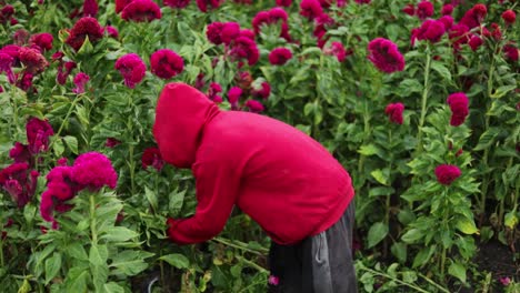 Ein-Latino-Bauer-Erntet-Samtblumen-Auf-Den-Feldern