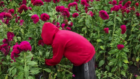 Un-Granjero-Latino-Cosechando-Flores-De-Terciopelo-En-Los-Cultivos