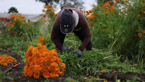 Mujer-Campesina-Preparando-Ramos-De-Flores-De-Caléndula-Para-Venderlas-En-Los-Mercados-Locales.