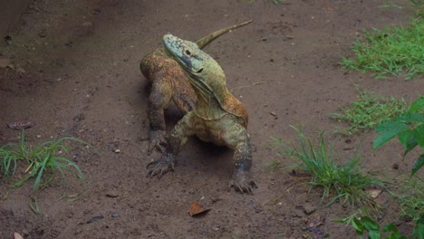 Dragón-De-Komodo-En-El-Suelo-Retorcido-En-Una-Posición-Peculiar,-Con-La-Cabeza-Y-La-Cola-Mirando-En-Direcciones-Opuestas.