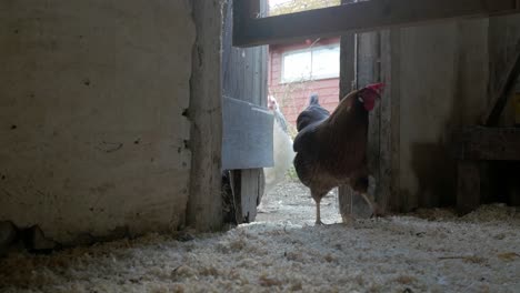 Hens-enter-hen-house,-small-backyard-chicken-coop