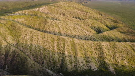 Aerial-shot-of-Carrizo-Plain-Foothills-National-park-is-covered-in-patches-of-yellow-blooming-wildflowers