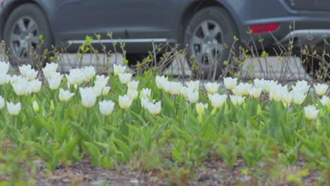 A-bunch-of-white-tulips-stands-out-with-their-pristine-petals-against-a-backdrop-of-a-blurry-street,-blending-natural-and-urban-elements