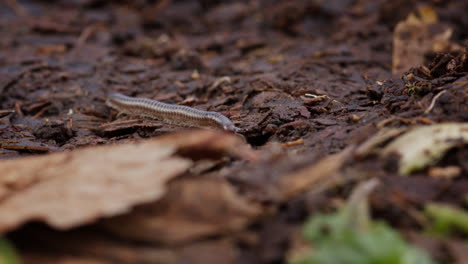 Wide-shot-of-millipede-crawling-on-brown-leaves-on-forest-floor