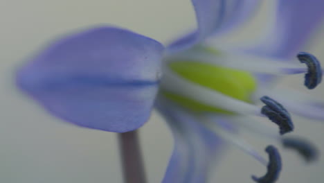 Una-Foto-Macro-De-Una-Flor-Azul,-Centrándose-En-Su-Centro-Amarillo-Y-Estambres-De-Color-Azul-Profundo,-Con-Un-Fondo-De-Enfoque-Suave