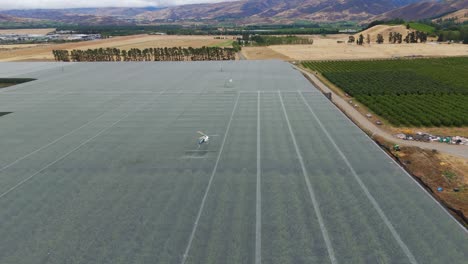 Helicopters-fly-over-cherry-orchard-with-nets-to-dry-fruit-and-plants,-Cromwell-New-Zealand