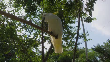 Motionless-White-cockatoo-perched-on-a-branch-with-sky-and-green-tree-branches-in-the-background