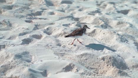 Bird-walk-on-the-beach-sand-slow