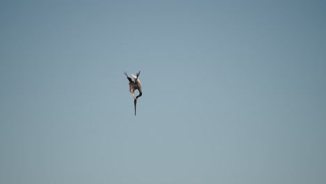 Pelícano-Volando-Hacia-El-Agua-Para-Bucear-En-Busca-De-Peces-En-Baja-California-Sur,-Cabo-San-Lucas,-México