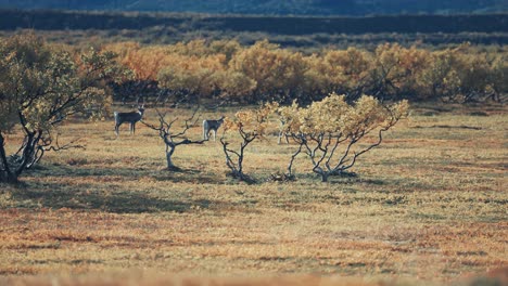 Eine-Kleine-Herde-Rentiere-Steht-Hinter-Birken-In-Der-Herbstlichen-Tundra