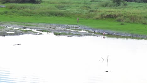 Deer,-gators,-spoonbill-and-bird-spotted-cohabiting-in-the-same-are-in-Myakka-State-Park,-Sarasota,-Florida,-USA