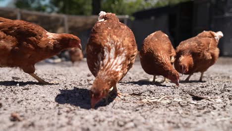 Mittlere-Aufnahme-Von-Hühnern,-Die-Am-Boden-Scharren-Und-Fressen