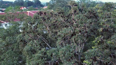 Drone-approaching-a-tree-infested-with-bats-of-the-species-known-as-"large-flying-fox"-or-Rousettus-luctus-in-Siem-Reap,-Cambodia