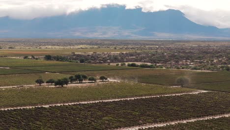A-panoramic-image-showcases-the-Torrontés-grape-vineyards-against-the-backdrop-of-the-magnificent-Salta-mountains-in-Cafayate,-Argentina