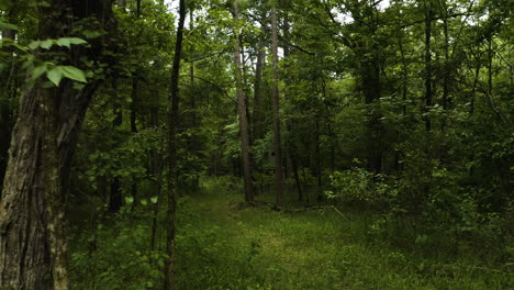 Deer-hunting-blind-in-dense-forest-understory,-summer-in-southern-Arkansas